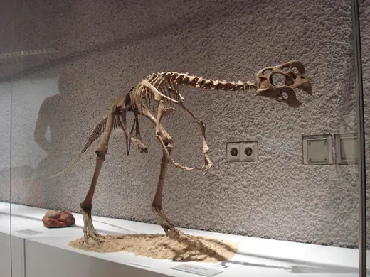 Oviraptor, photo 2