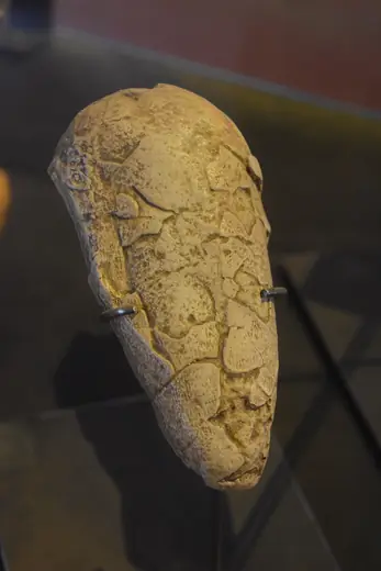 Oviraptor, photo 3