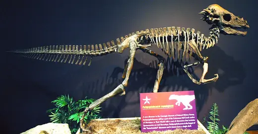 Pachycephalosaurus, photo 1