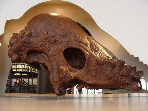 Pachycephalosaurus, photo 3