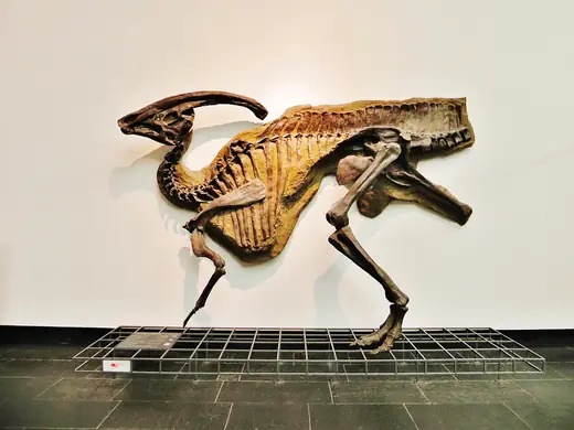 Parasaurolophus, photo 2 of 3