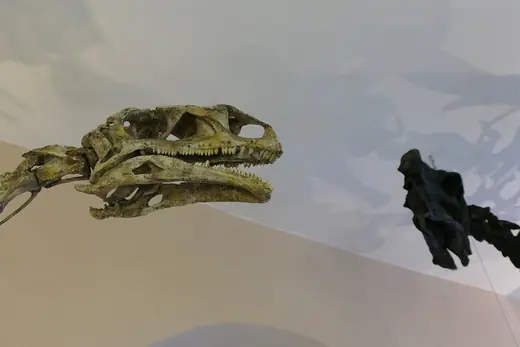 Plateosaurus, photo 1 of 3
