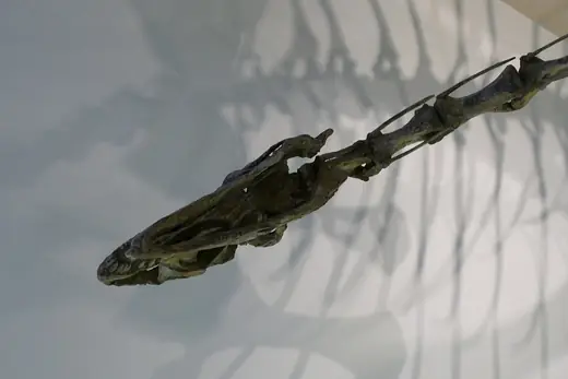 Plateosaurus, photo 2 of 3