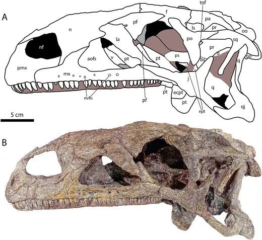 Plateosaurus, photo 3 of 3
