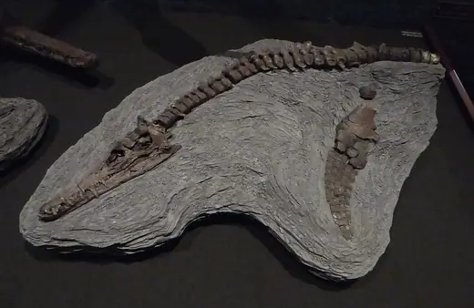 Plesiosaurus, photo 2 of 3