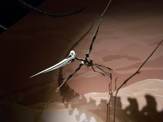 Pteranodon, photo 2 of 3