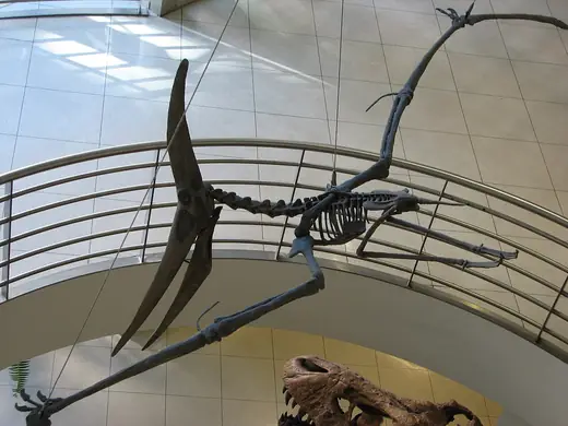 Pteranodon, photo 3 of 3