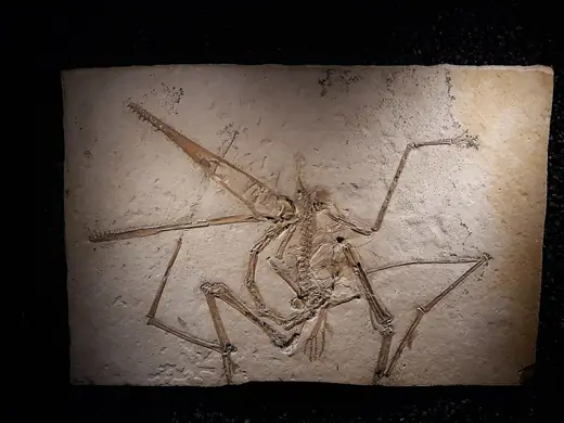 Pterodactyl, photo 2 of 3