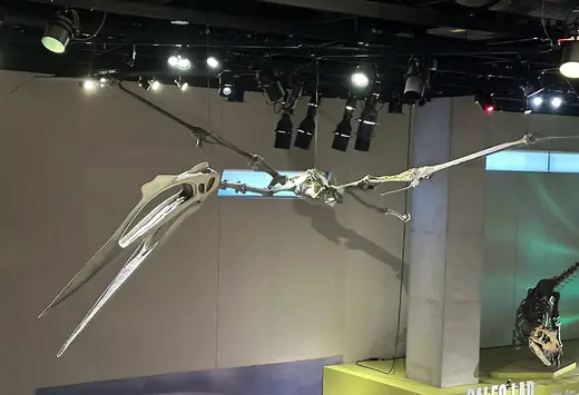 Quetzalcoatlus, photo 1 of 3