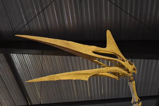 Quetzalcoatlus, photo 2 of 3