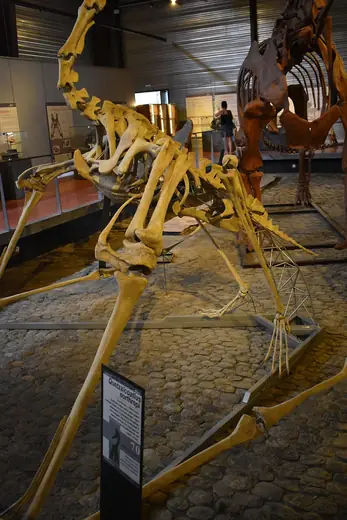 Quetzalcoatlus, photo 3 of 3