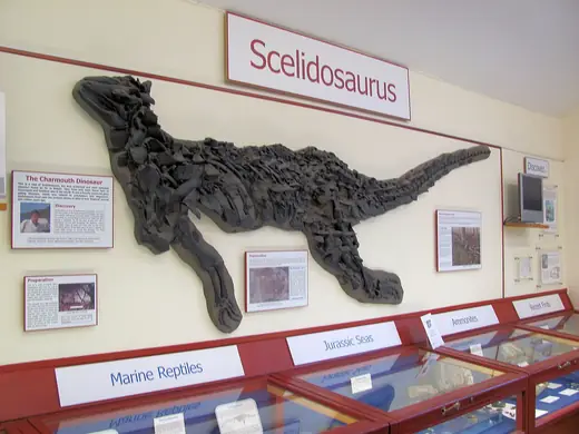 Scelidosaurus, photo 1 of 3