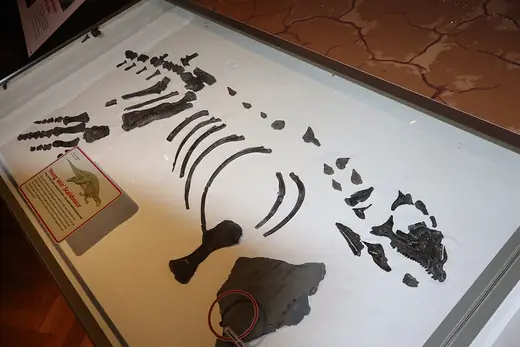 Scelidosaurus, photo 2 of 3