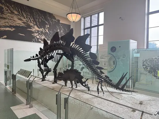 Stegosaurus, photo 1 of 3