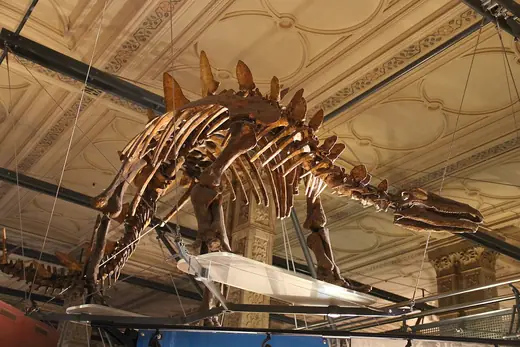 Stegosaurus, photo 2 of 3