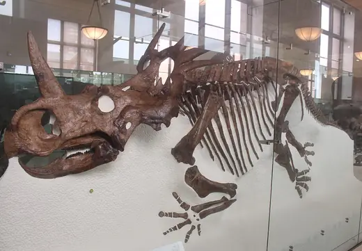 Styracosaurus, photo 1