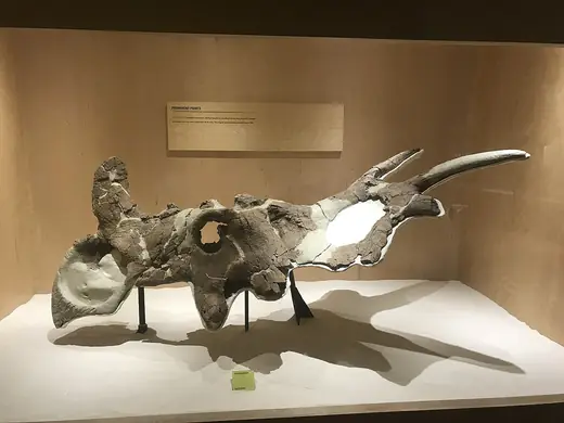 Styracosaurus, photo 2
