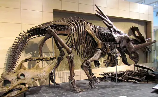 Styracosaurus, photo 3