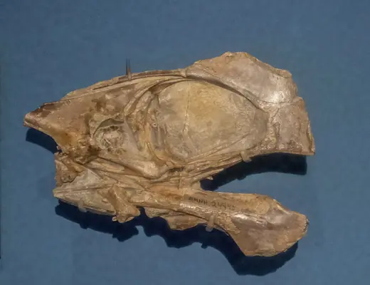 Tapejara, photo 1 of 3