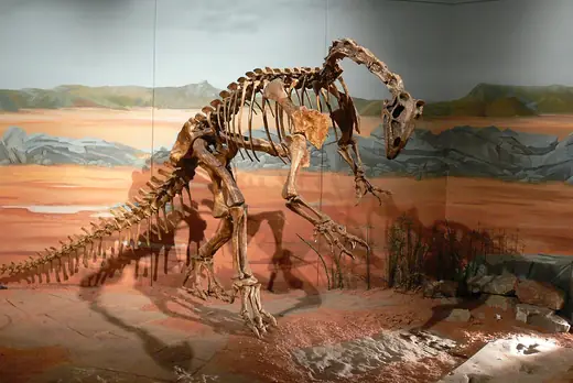 Thecodontosaurus, photo 2 of 3