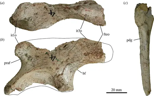 Thecodontosaurus, photo 3 of 3