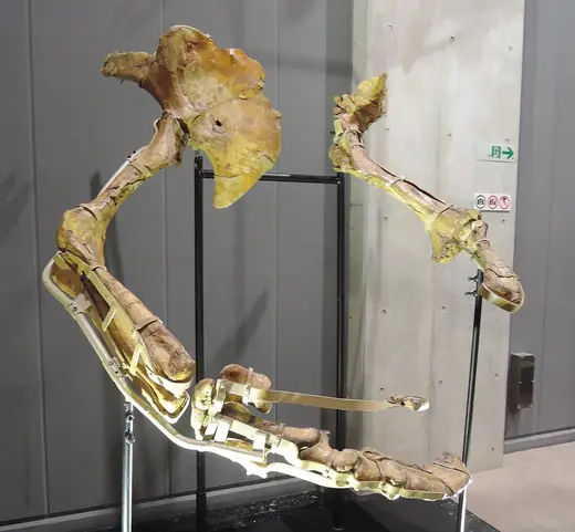 Therizinosaurus, photo 1