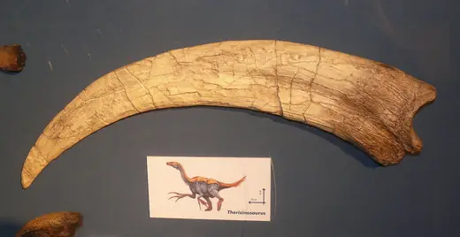 Therizinosaurus, photo 2