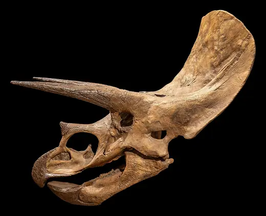 Triceratops, photo 1