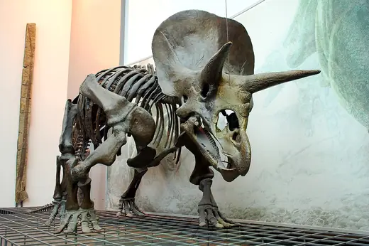 Triceratops, photo 2