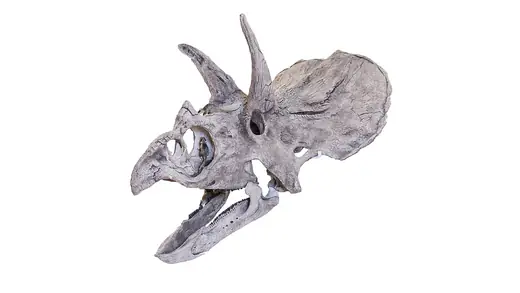 Triceratops, photo 3