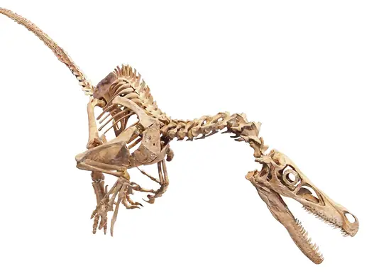 Velociraptor, photo 1 of 3