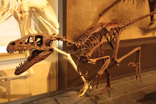 Velociraptor, photo 2 of 3