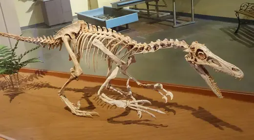 Velociraptor, photo 3 of 3